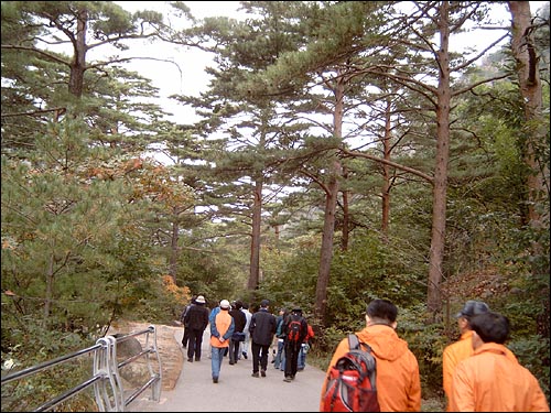 구룡폭에 가기 위해 금강송 아래를 지나는 관광객들 